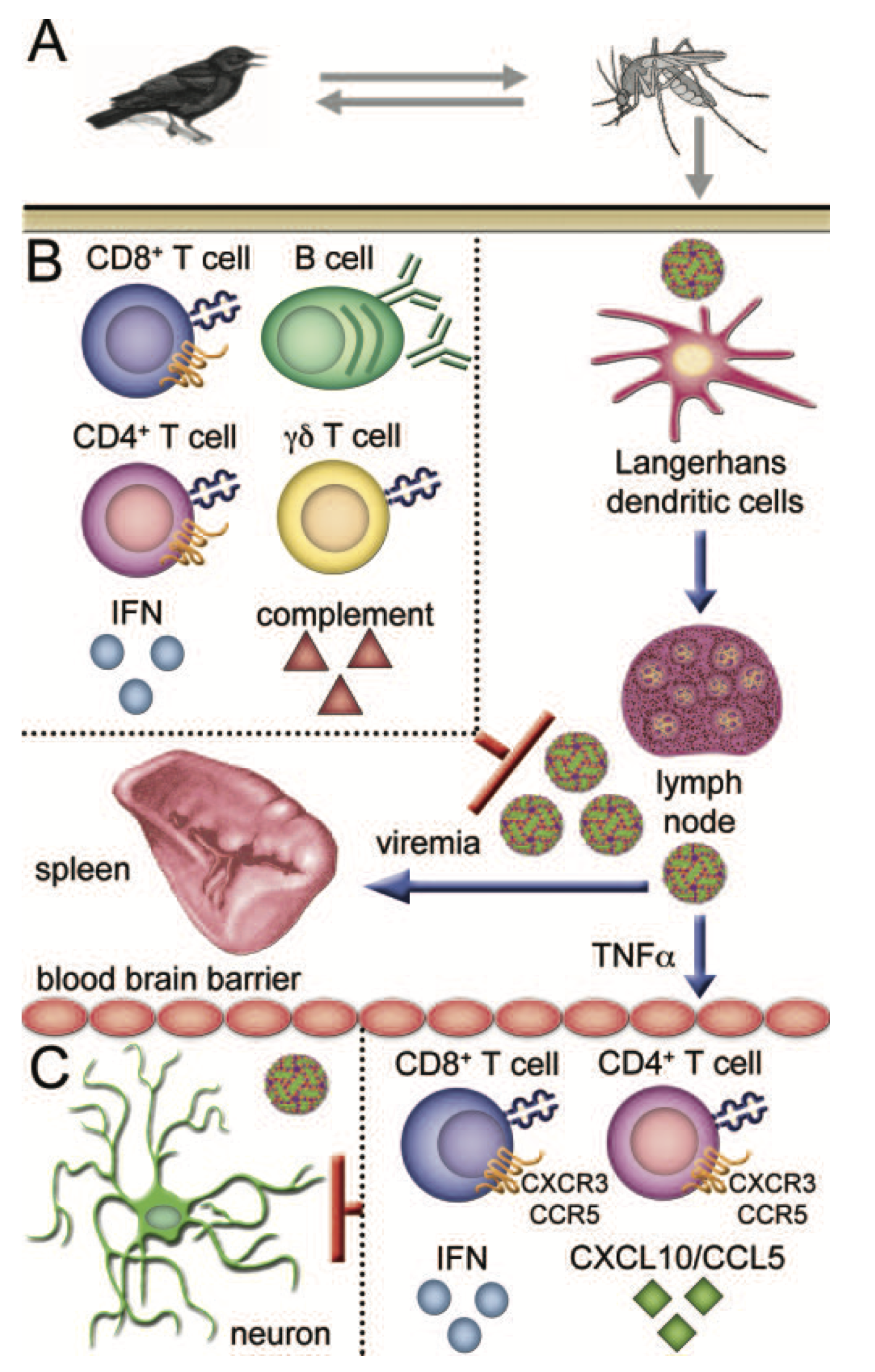 Schema della disseminazione del WNV e della risposta immunitaria